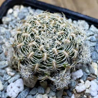 SH40038 Sulcorebutia albini-albida KK 1214