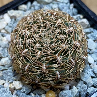 SH40039 Sulcorebutia albissima v. brunispina WK 699 -Uhlig-