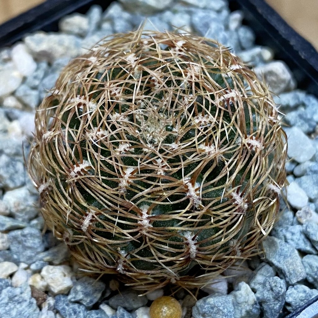 SH40039 Sulcorebutia albissima v. brunispina WK 699 -Uhlig-