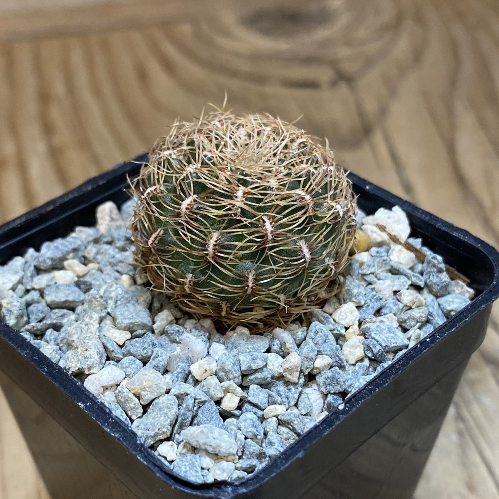SH40039 Sulcorebutia albissima v. brunispina WK 699 -Uhlig- - Image 2