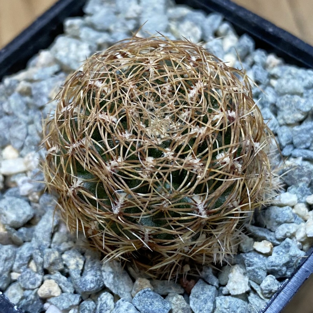 SH40040 Sulcorebutia albissima v. brunispina WK 699 -Uhlig-