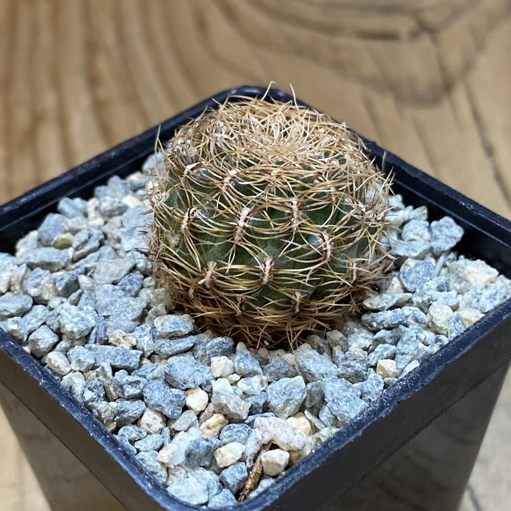SH40040 Sulcorebutia albissima v. brunispina WK 699 -Uhlig- - Image 2