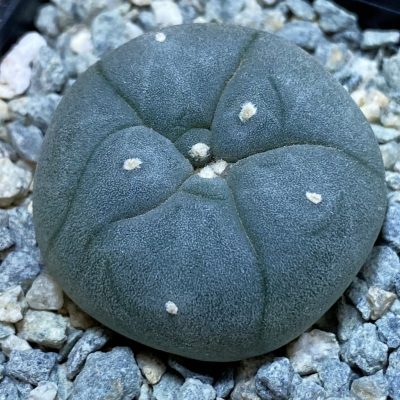 SH40000 Anhalonium williamsii SB 854