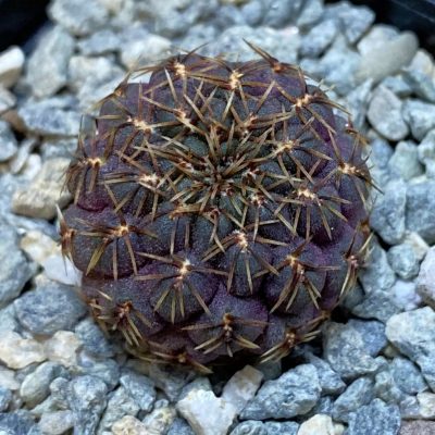 SH40042 Sulcorebutia steinbachii v. polymorpha HS 78 -De Herdt-