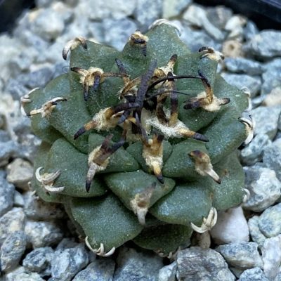 SH40045 Turbinicarpus alonsoi