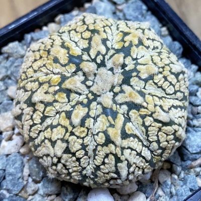 SH40046 Astrophytum asterias 'Super Kabuto' V-type 'Gold'