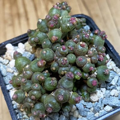 SH40047 Mammillaria bocasana 'Fred'