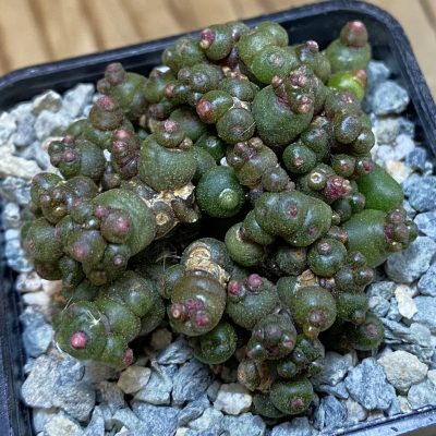 SH40048 Mammillaria bocasana 'Fred'