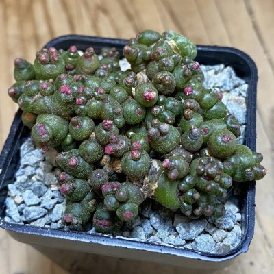 SH40050 Mammillaria bocasana 'Fred'