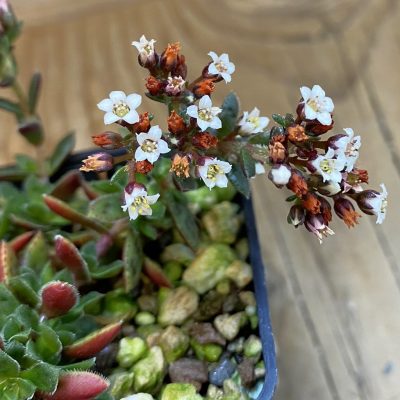 SH40051 Crassula exilis