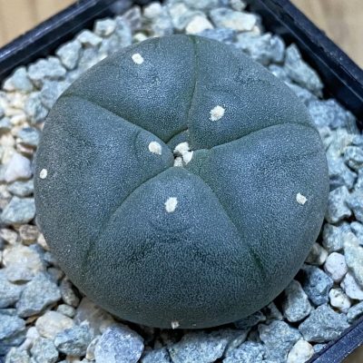 SH40001 Anhalonium williamsii SB 854