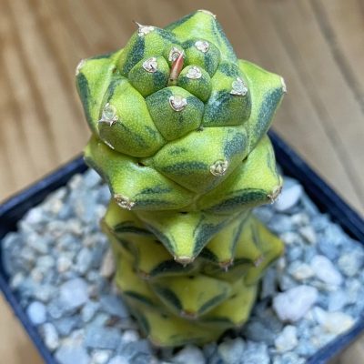 SH40052 Monadenium ritchiei f. variegata