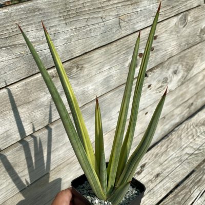 SH40053 Sansevieria ‘Royal Crown’ f. variegata