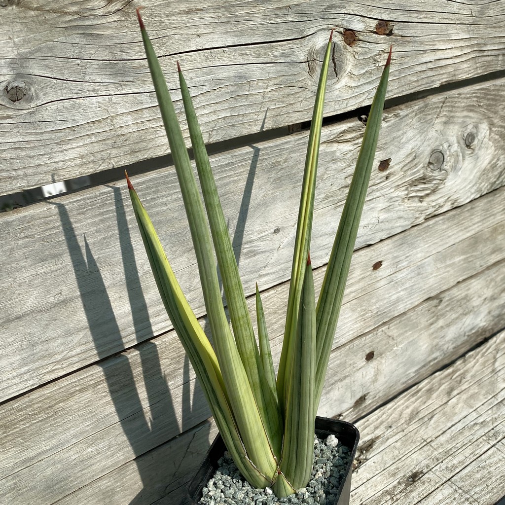 SH40053 Sansevieria ‘Royal Crown’ f. variegata - Image 2