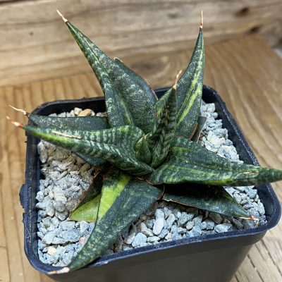 SH40055 Sansevieria ‘Blorong’ f. variegata