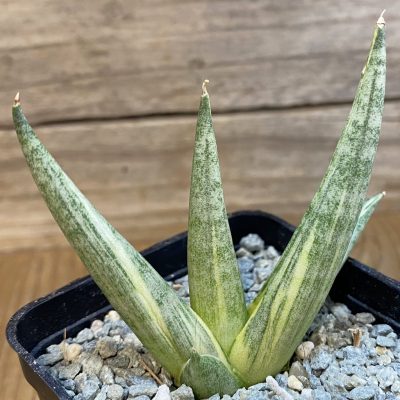 SH40056 Sansevieria ‘Yuki Onna’ f. variegata