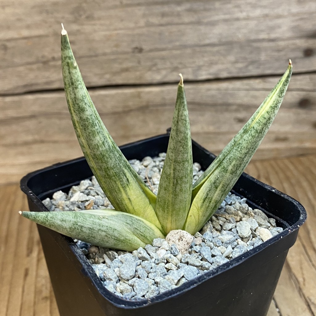 SH40056 Sansevieria ‘Yuki Onna’ f. variegata - Image 2