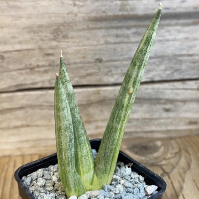 SH40058 Sansevieria ‘Yuki Onna’ f. variegata