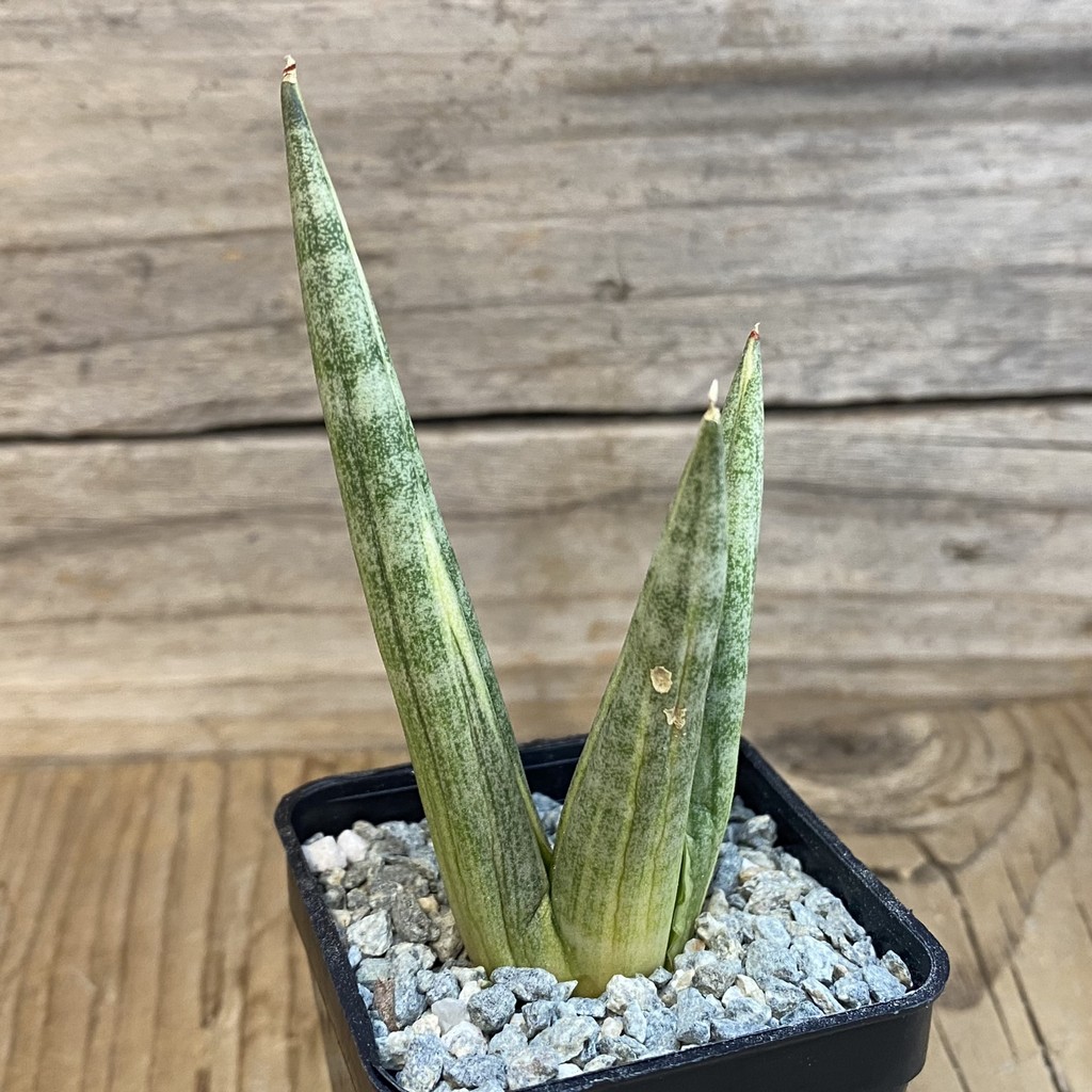 SH40058 Sansevieria ‘Yuki Onna’ f. variegata - Image 2
