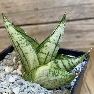 SH40059 Sansevieria ‘Manja’ f. variegata