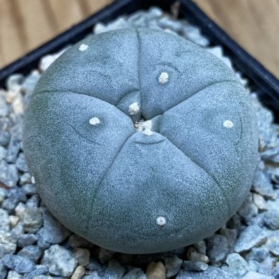 SH39996 Anhalonium williamsii v. texana -Rio Grande-