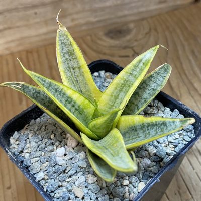 SH40062 Sansevieria ‘Sweet Celery’ f. variegata