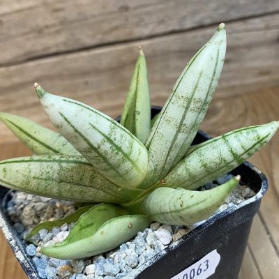 SH40063 Sansevieria ‘Boncel Silver’