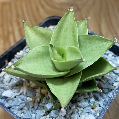 SH40064 Sansevieria ‘White Castle’