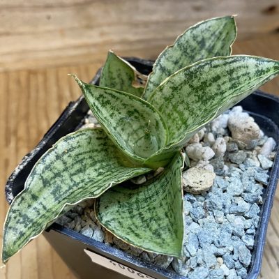 SH40065 Sansevieria ‘Widuri’