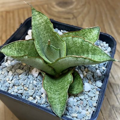 SH40066 Sansevieria 'Green Ice'