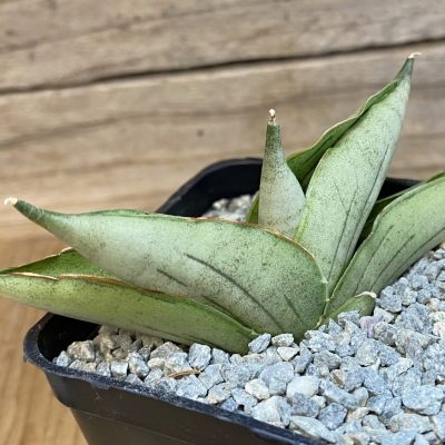SH40071 Sansevieria ‘Rugby’