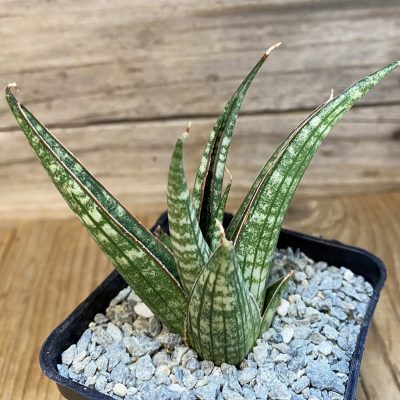 SH40074 Sansevieria 'Trinity'