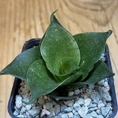 SH40075 Sedeveria 'Green Rose'