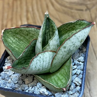 SH40076 Sansevieria ‘Great Wall’
