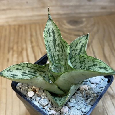 SH40077 Sansevieria ‘Isabella’