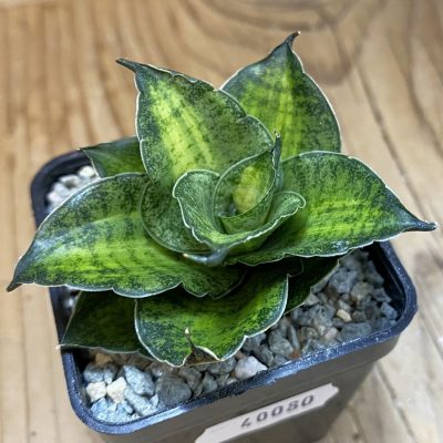 SH40080 Sansevieria ‘Mahanakorn‘ f. variegata