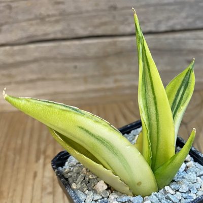 SH40081 Sansevieria ‘Suriyothai’ f. variegata