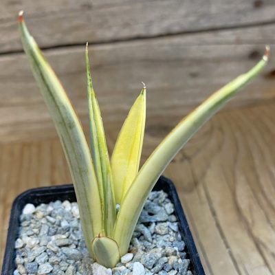 SH40082 Sansevieria ‘Silver Torch’ f. variegata