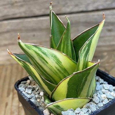 SH40084 Sansevieria ‘Tower’ f. variegata