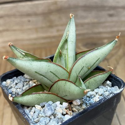 SH40085 Sansevieria ‘Proton’