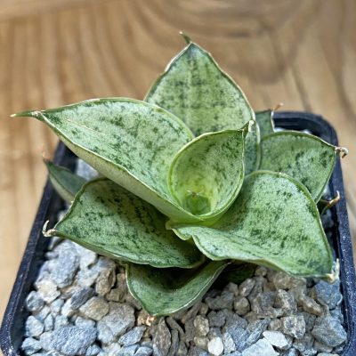SH40086 Sansevieria ‘Bidadari’