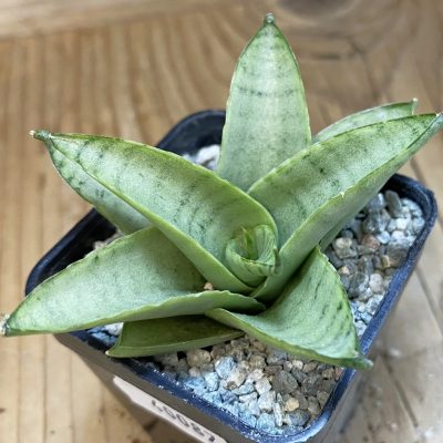 SH40087 Sansevieria ‘Alice’