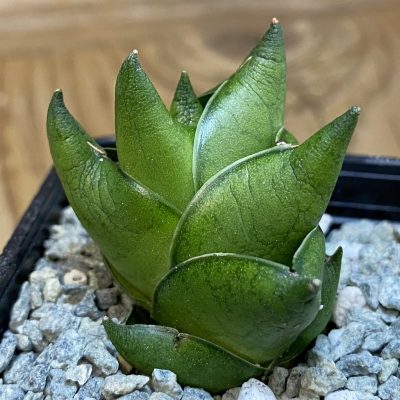 SH40088 Sansevieria ‘Green Ant’