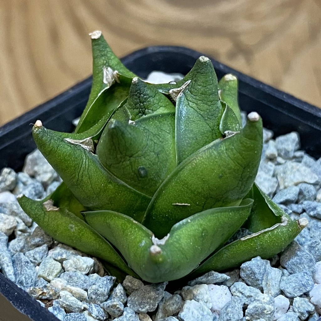 SH40089 Sansevieria ‘Green Ant’