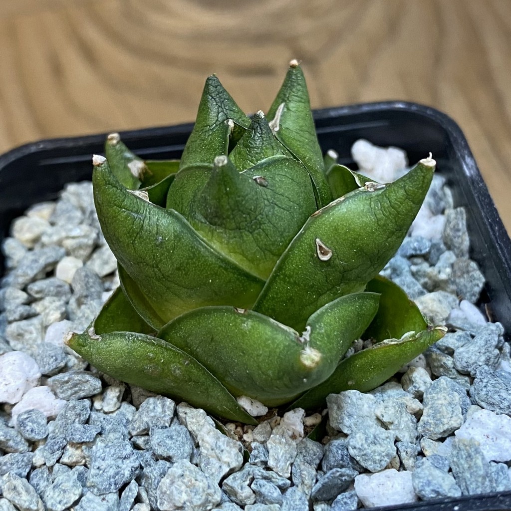 SH40089 Sansevieria ‘Green Ant’ - Image 2