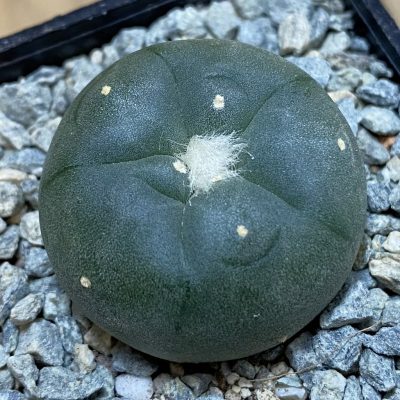 SH40005 Anhalonium koehresii MZ 1190 -San Francisco-