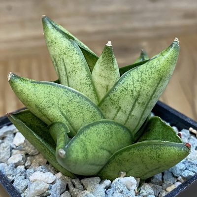 SH40090 Sansevieria ‘Durian’