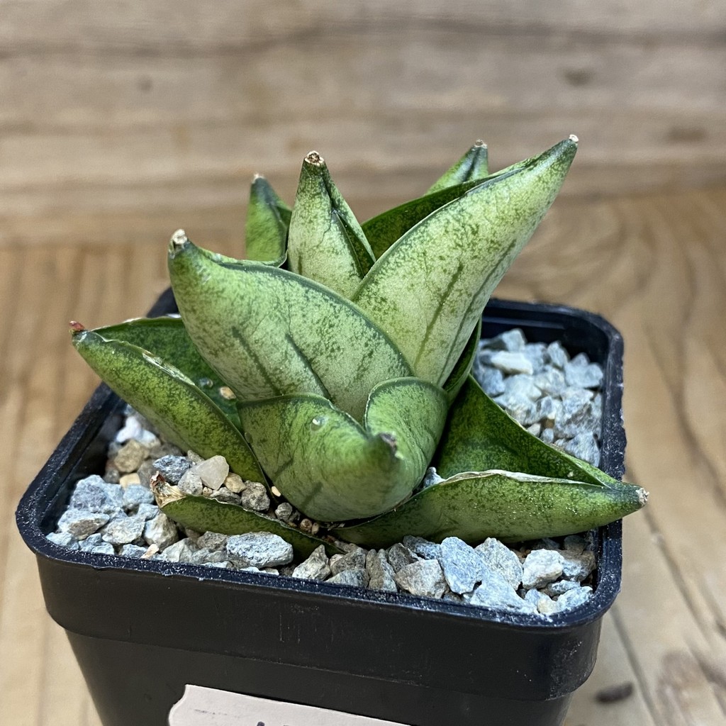 SH40090 Sansevieria ‘Durian’ - Image 2