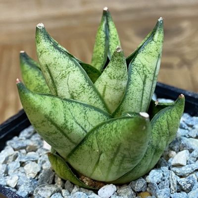 SH40091 Sansevieria ‘Durian’