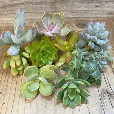 SH40092 Succulents mix, cuted